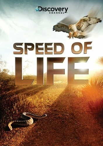 Discovery: Скорость жизни (2010) смотреть онлайн